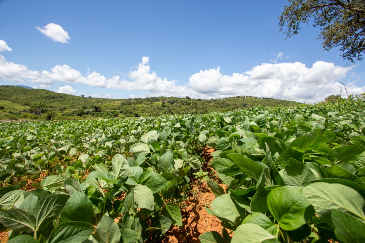 SporeSmart: Climate-smart surveillance and sustainable management of fusarium diseases in staple crops