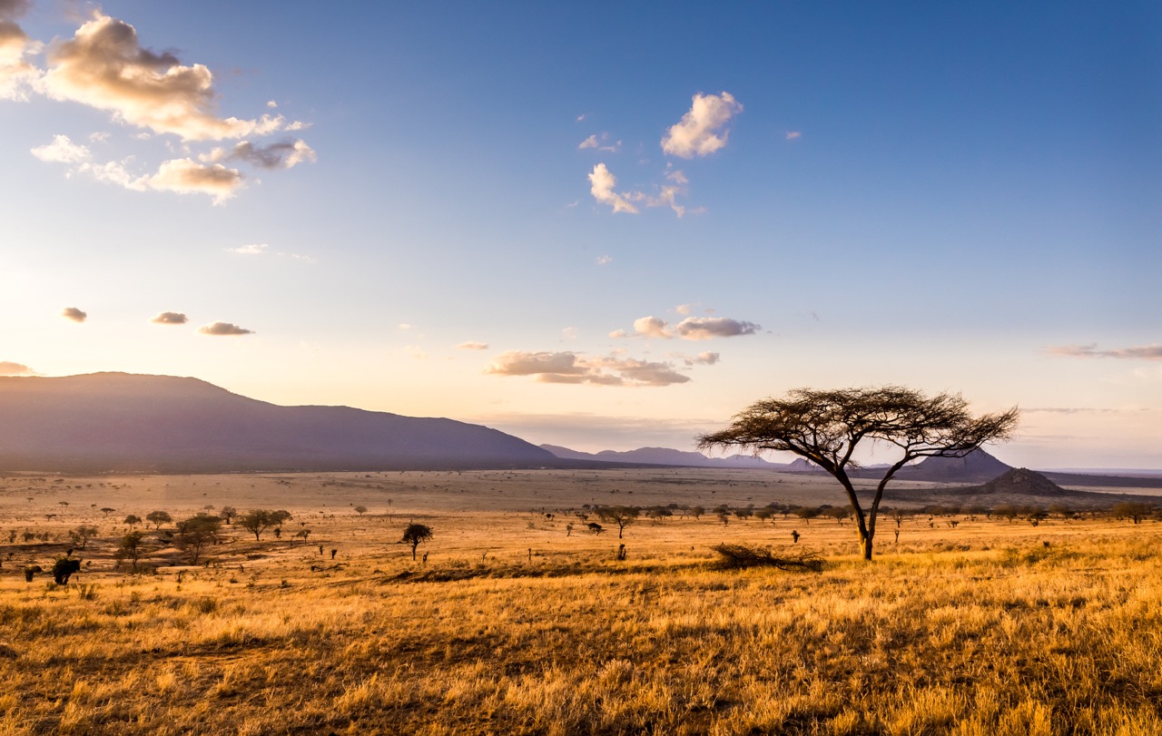 Co-creating a climate-resilient african grasslands: The multispecies swards approach 