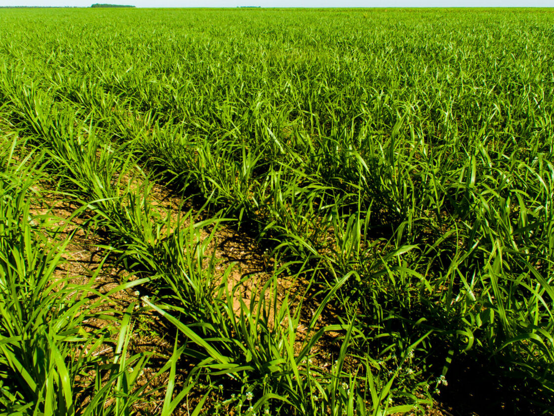 Trilateral innovation for climate-smart forages