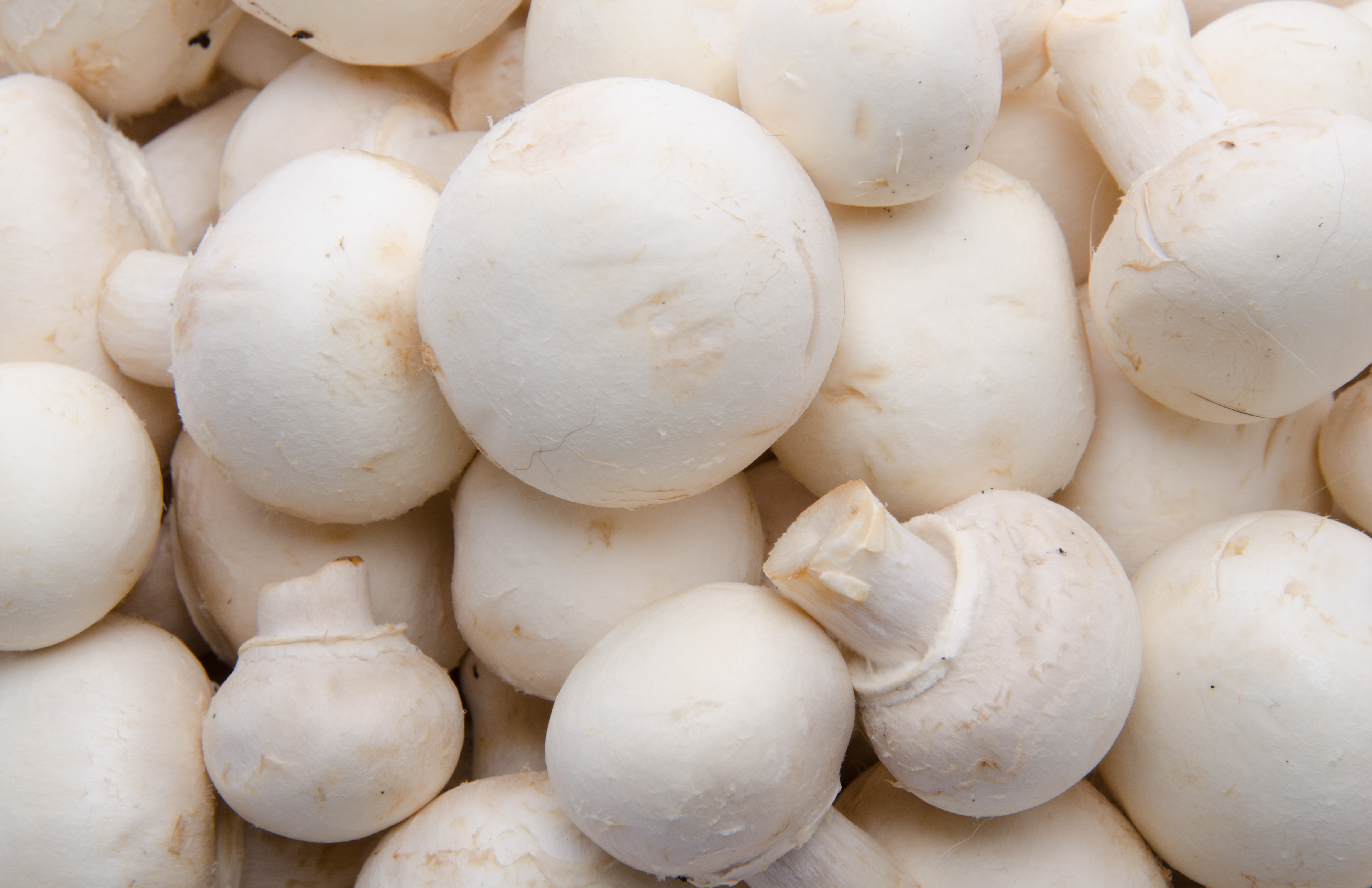 Valorising agro-industry by-products into mushroom substrates and then soil amendments in tropical circular economies