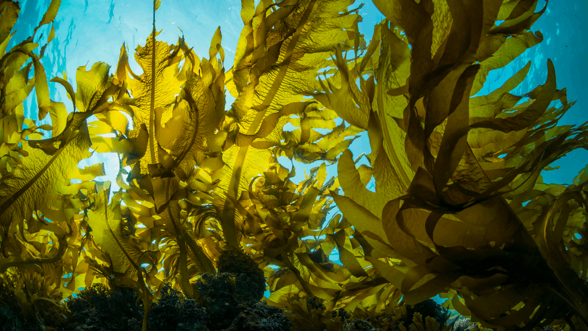 UK Seaweed and Biomass/Biotech: Unlocking collaboration opportunities in UK processing