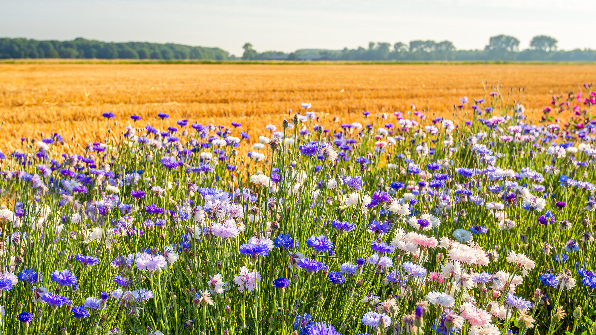 AgriFood Innovation Showcase 2026: Regenerative agriculture and agri-tech for a sustainable food system