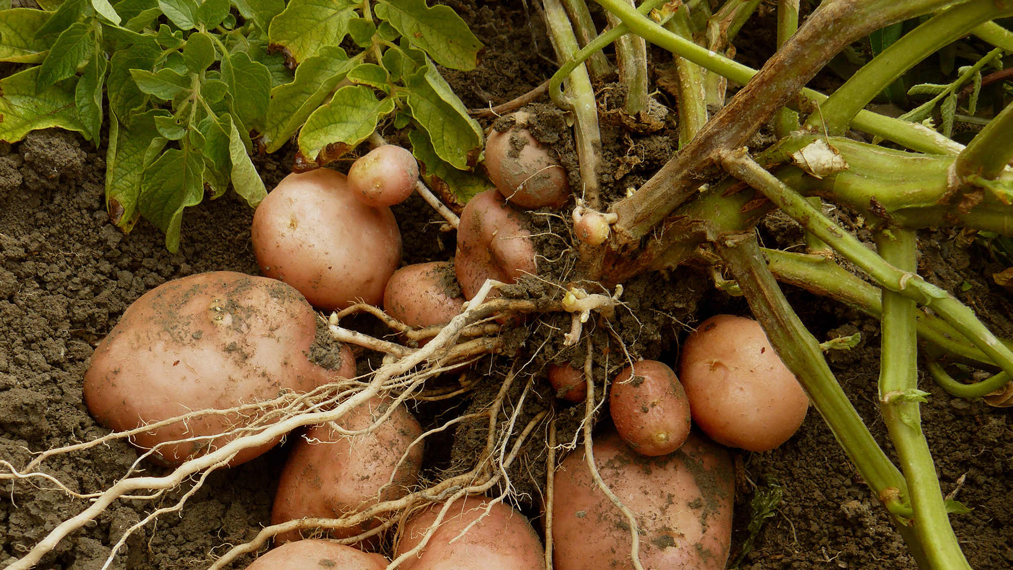 Fibe: Supporting sustainable textile production with data science