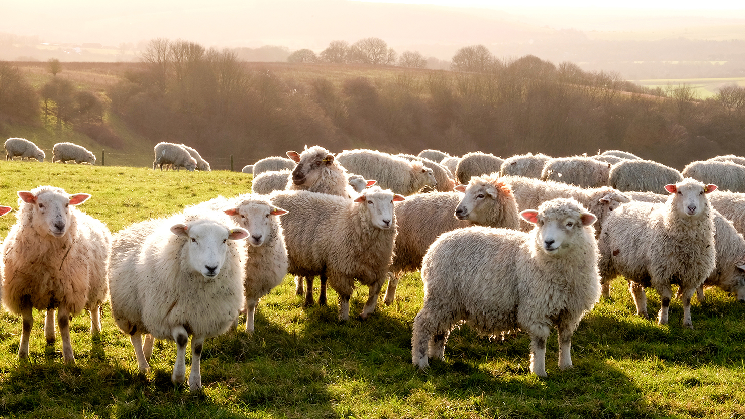 Farmed animal and aquaculture SPARK Award winners announced