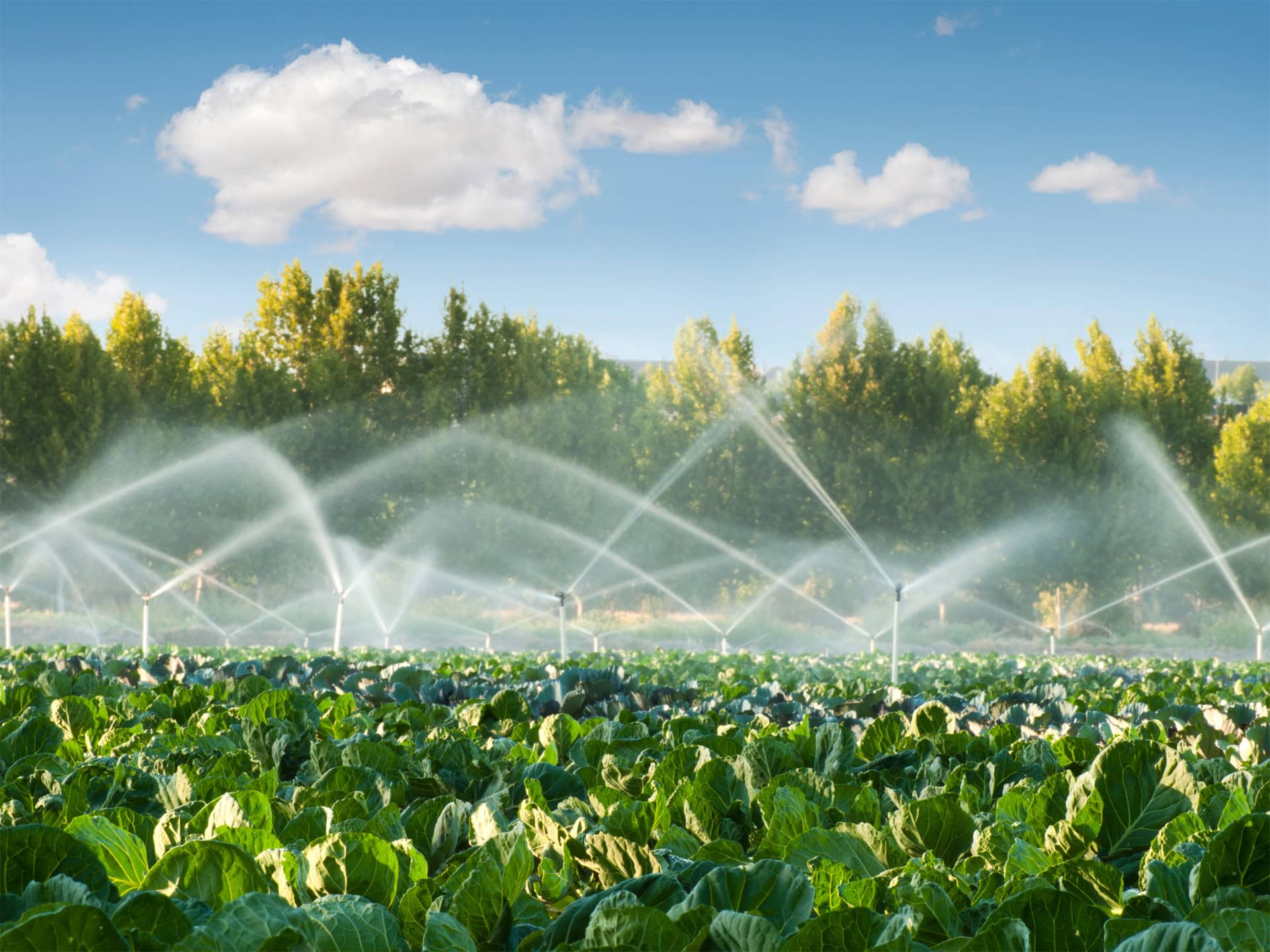 Emerging Insights - Driving Water Resilience in Agriculture