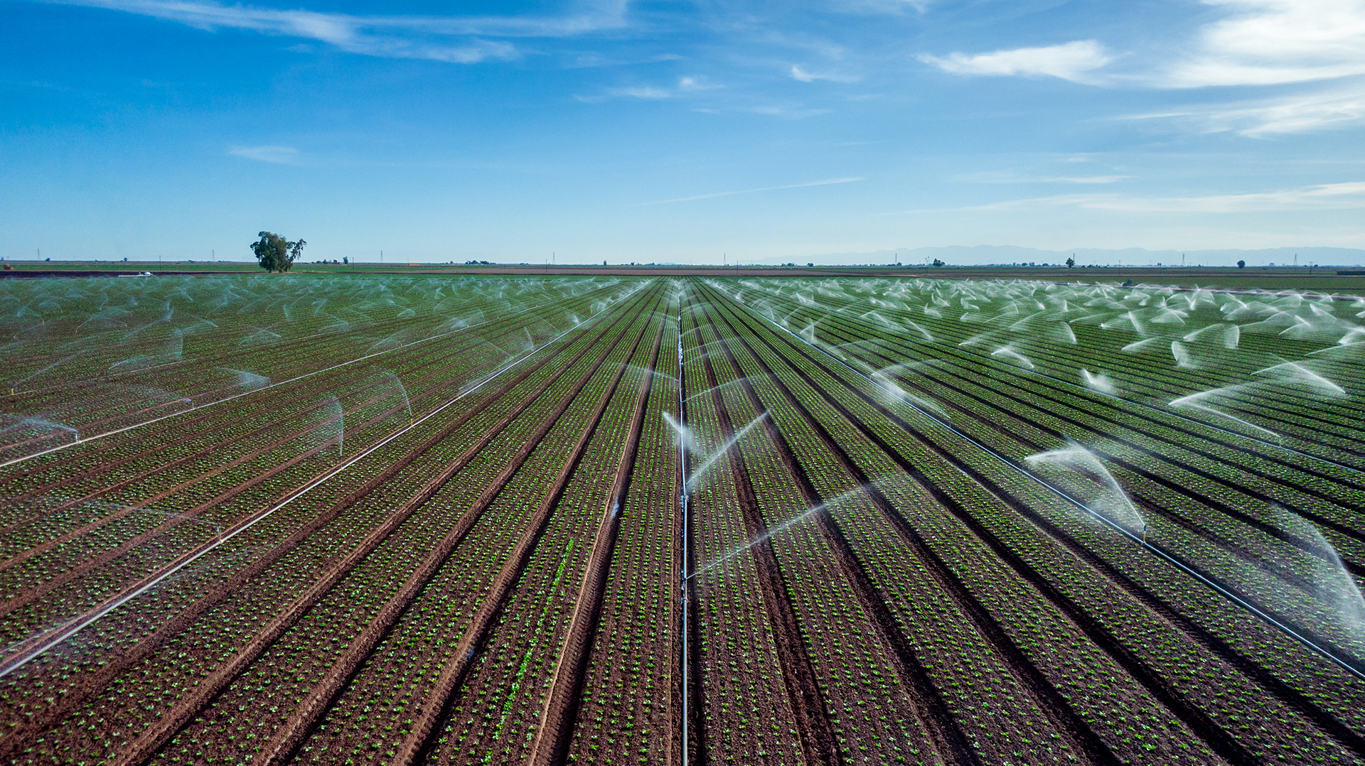 Horizon Europe Cluster 6 opportunities 2026-2027: Sustainable food, bioeconomy, natural resources, agriculture, and the environment